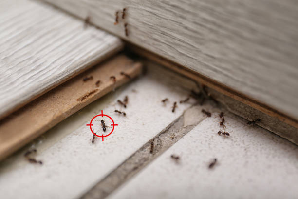 Best Cockroach Control Services  in Leachville, AR