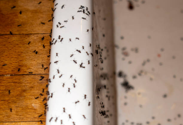 Best Commercial Pest Control Services  in Leachville, AR