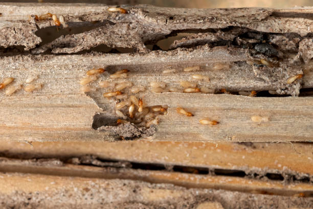 Best Pest Control for Restaurants  in Leachville, AR