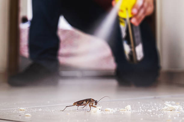 Best Flea Control Services  in Leachville, AR